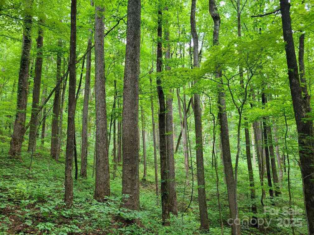 99999 Old Yellow Mountain Road, Marion, North Carolina image 5