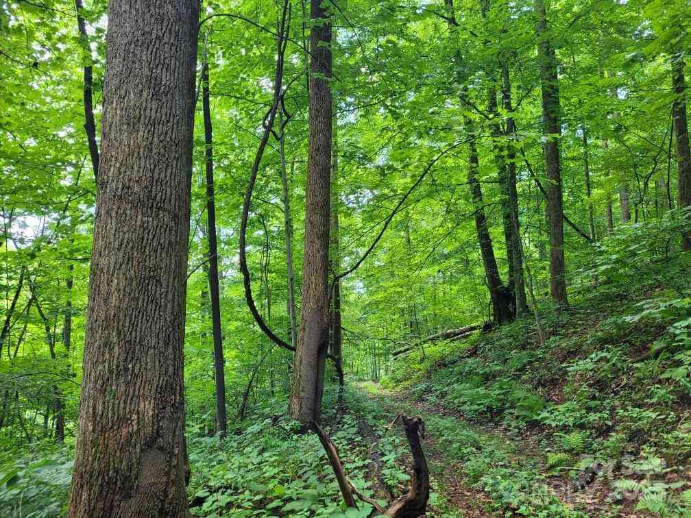 99999 Old Yellow Mountain Road, Marion, North Carolina image 37