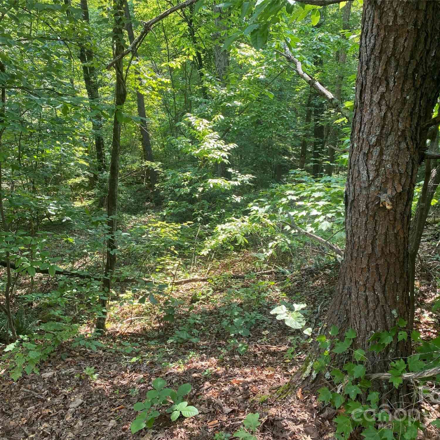 Rocky Mount Drive #48, Lake Lure, North Carolina image 5