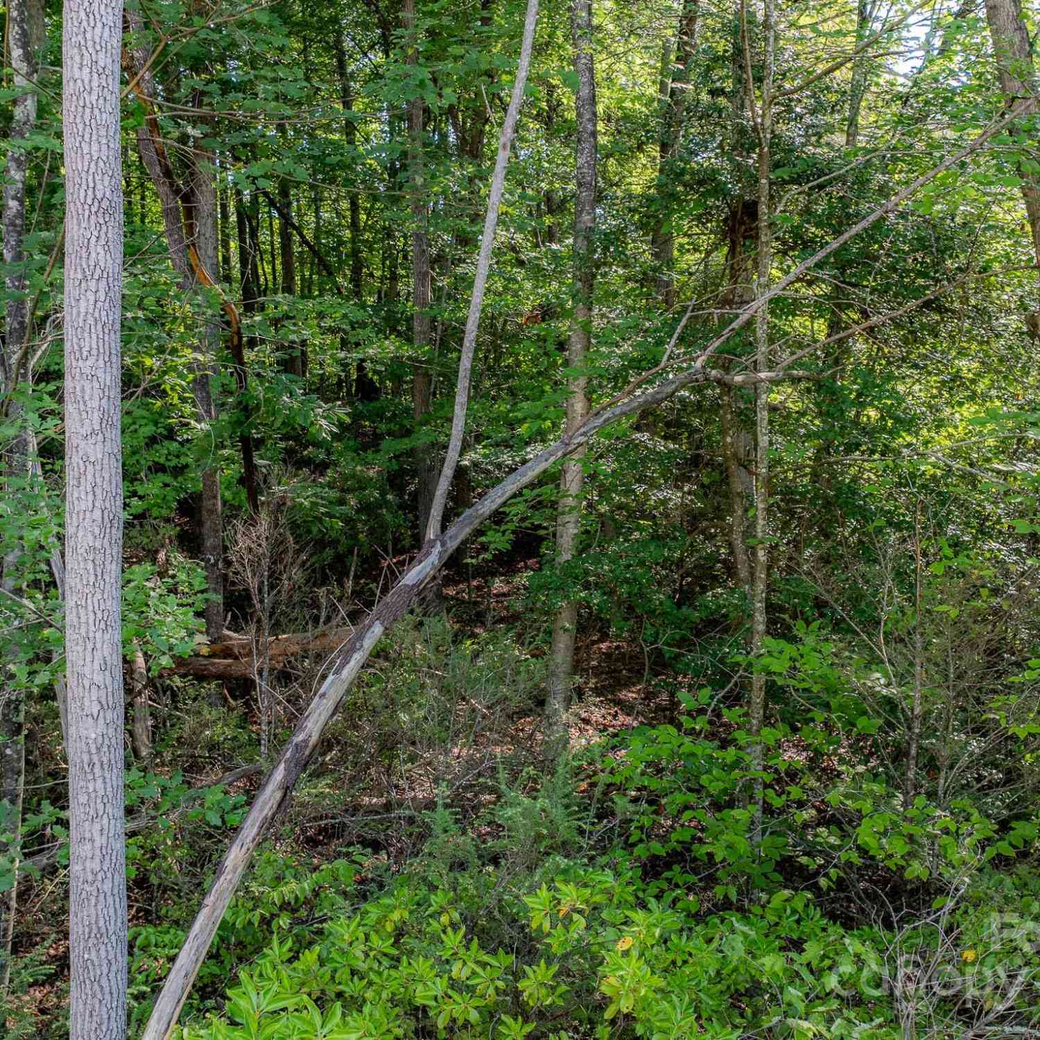 TBD Pheasant Trail #30, Marion, North Carolina image 10