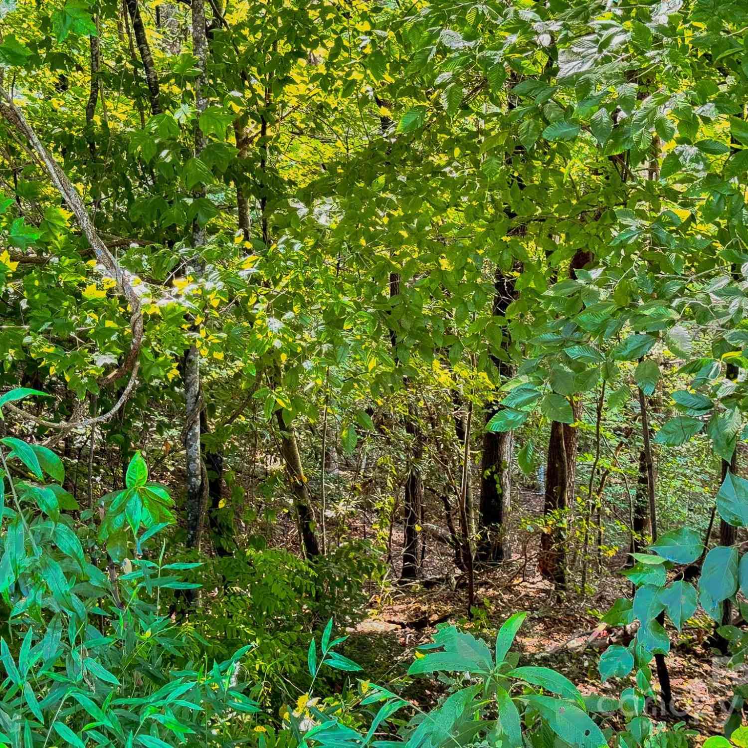 TBD Pheasant Trail #30, Marion, North Carolina image 7