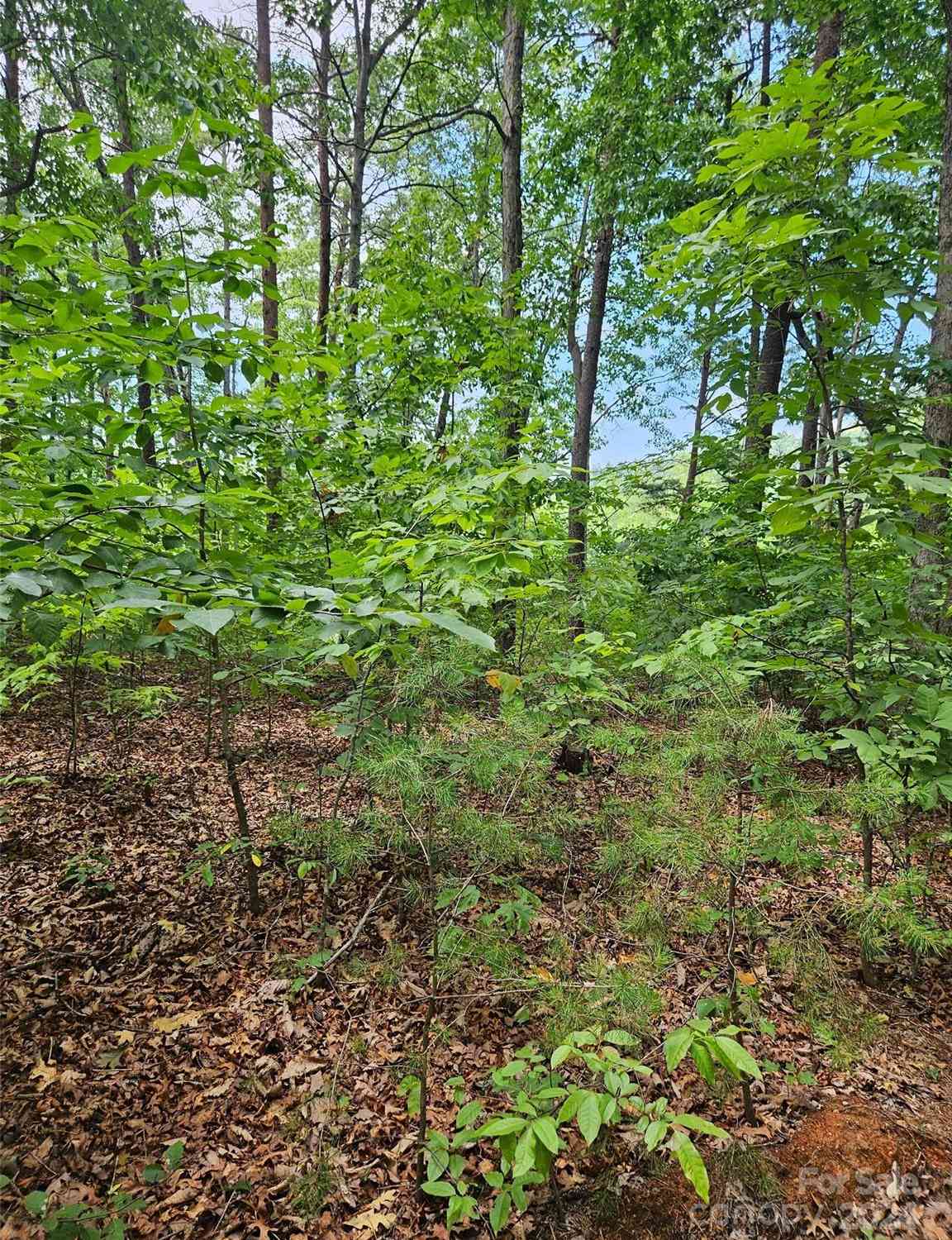 Deer Jump Trail #347, Lake Lure, North Carolina image 6