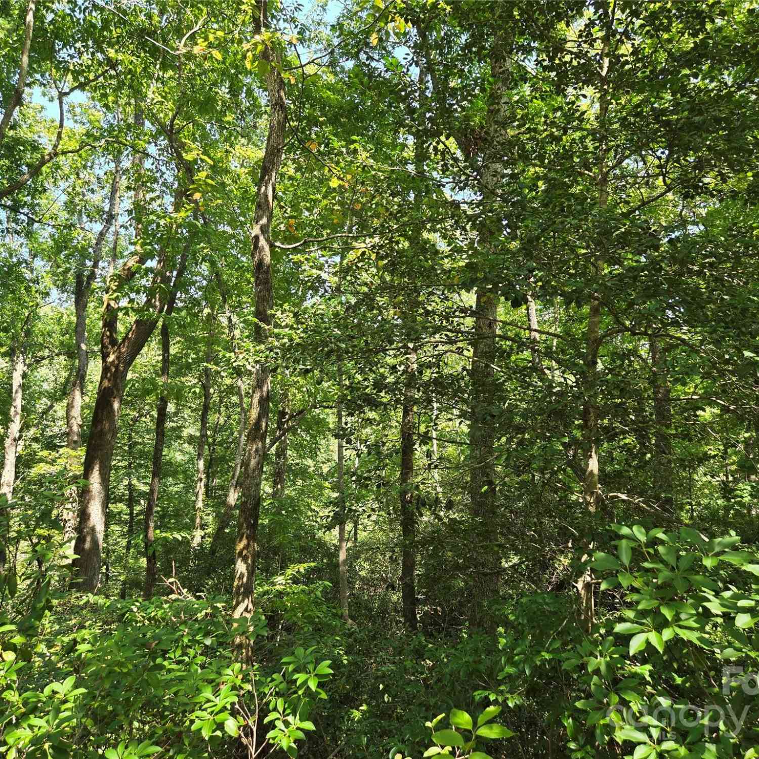 Lot 14 Rumbling Bald Road, Lake Lure, North Carolina image 6