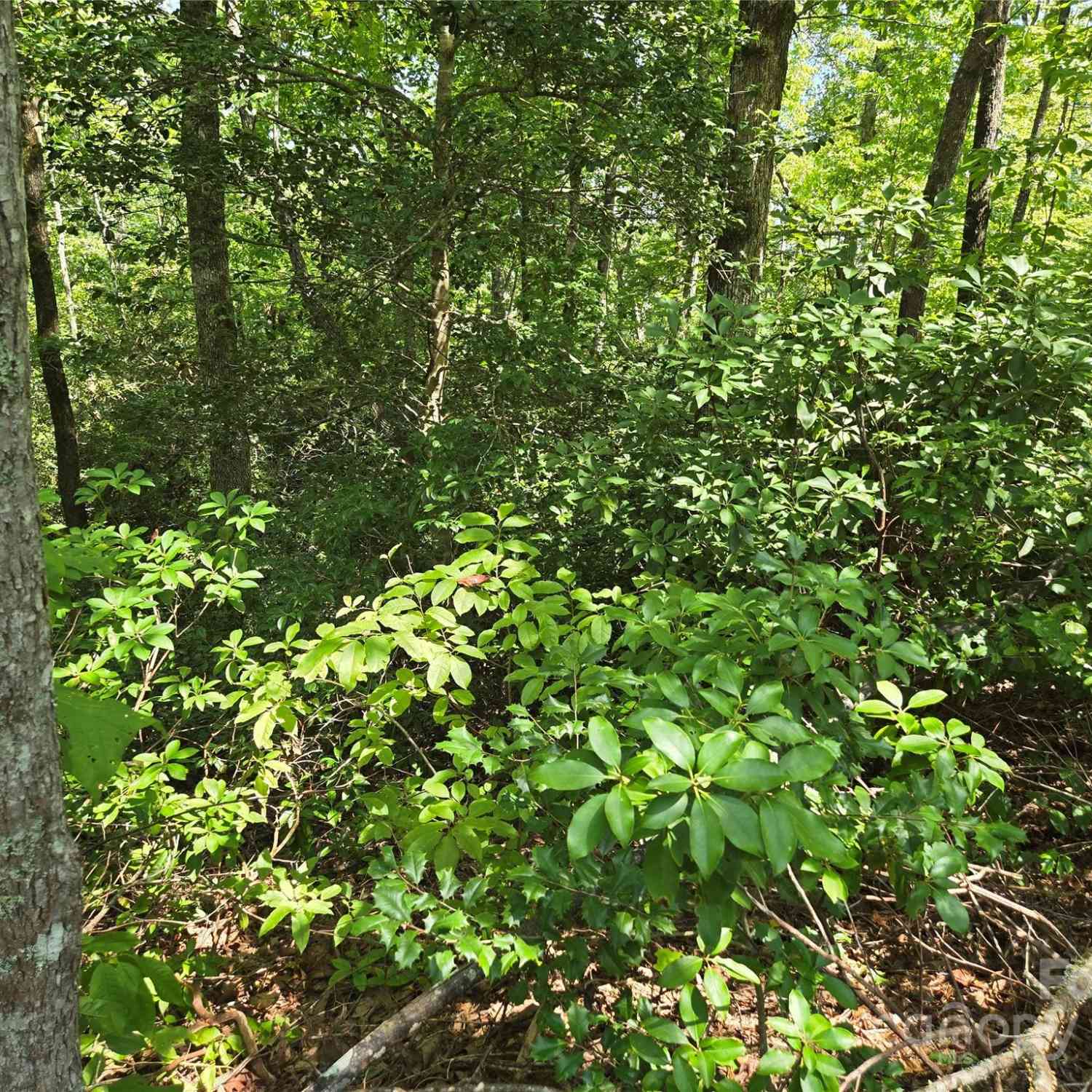 Lot 14 Rumbling Bald Road, Lake Lure, North Carolina image 4