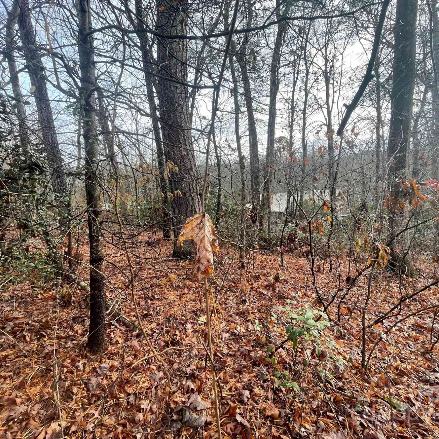 99999 Rattlesnake Mountain Road, Black Mountain, North Carolina image 6