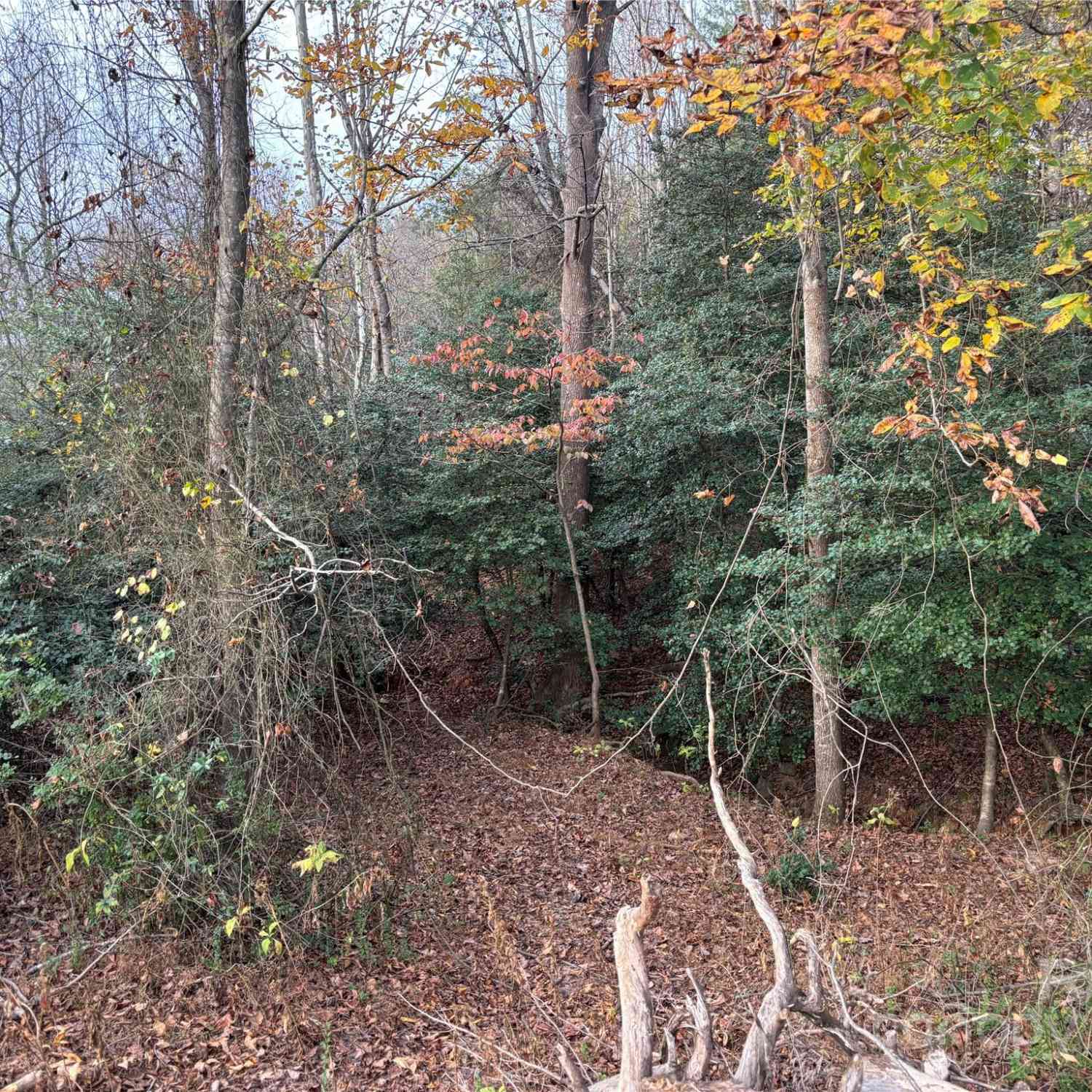 31.19 Acres Boston Road, Taylorsville, North Carolina image 13