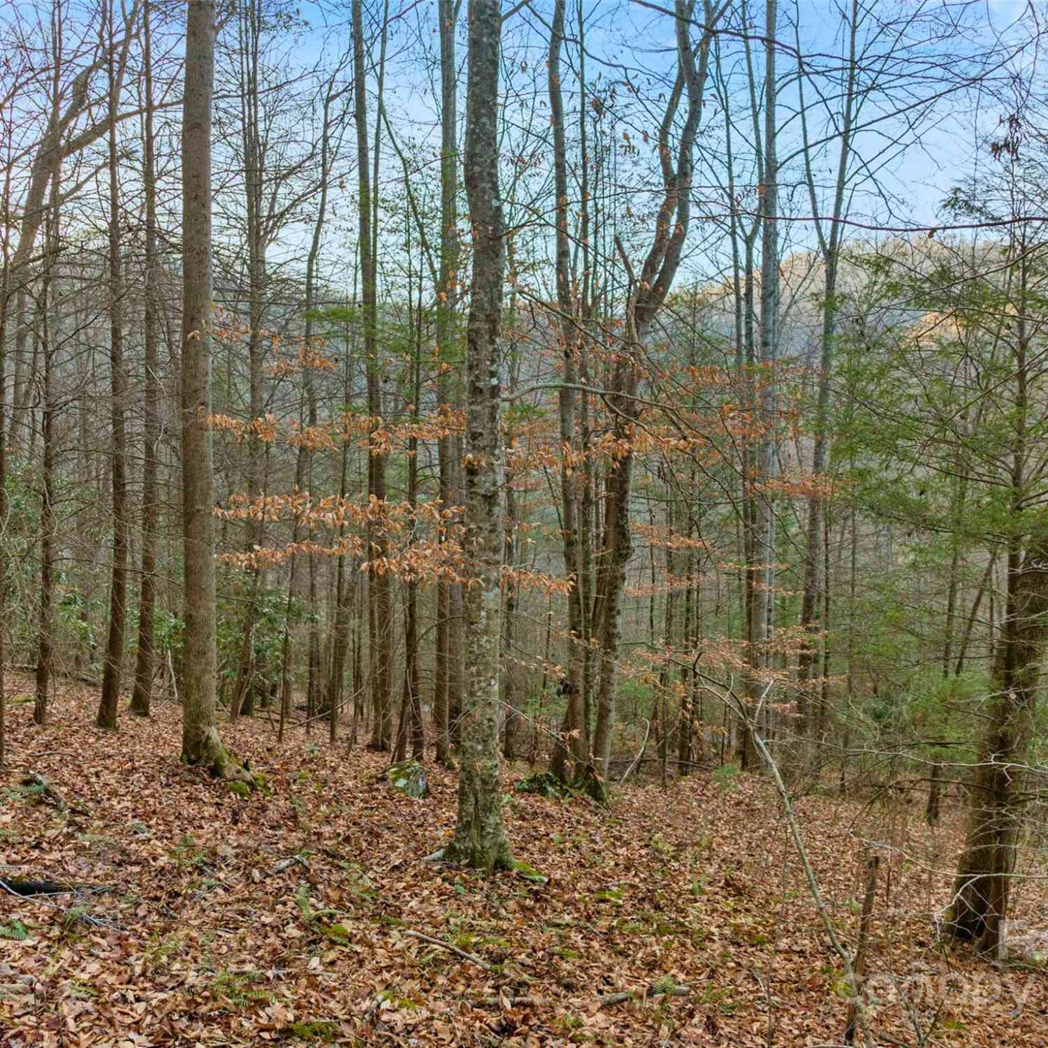 370 Cabin Creek Trail, Mars Hill, North Carolina image 7