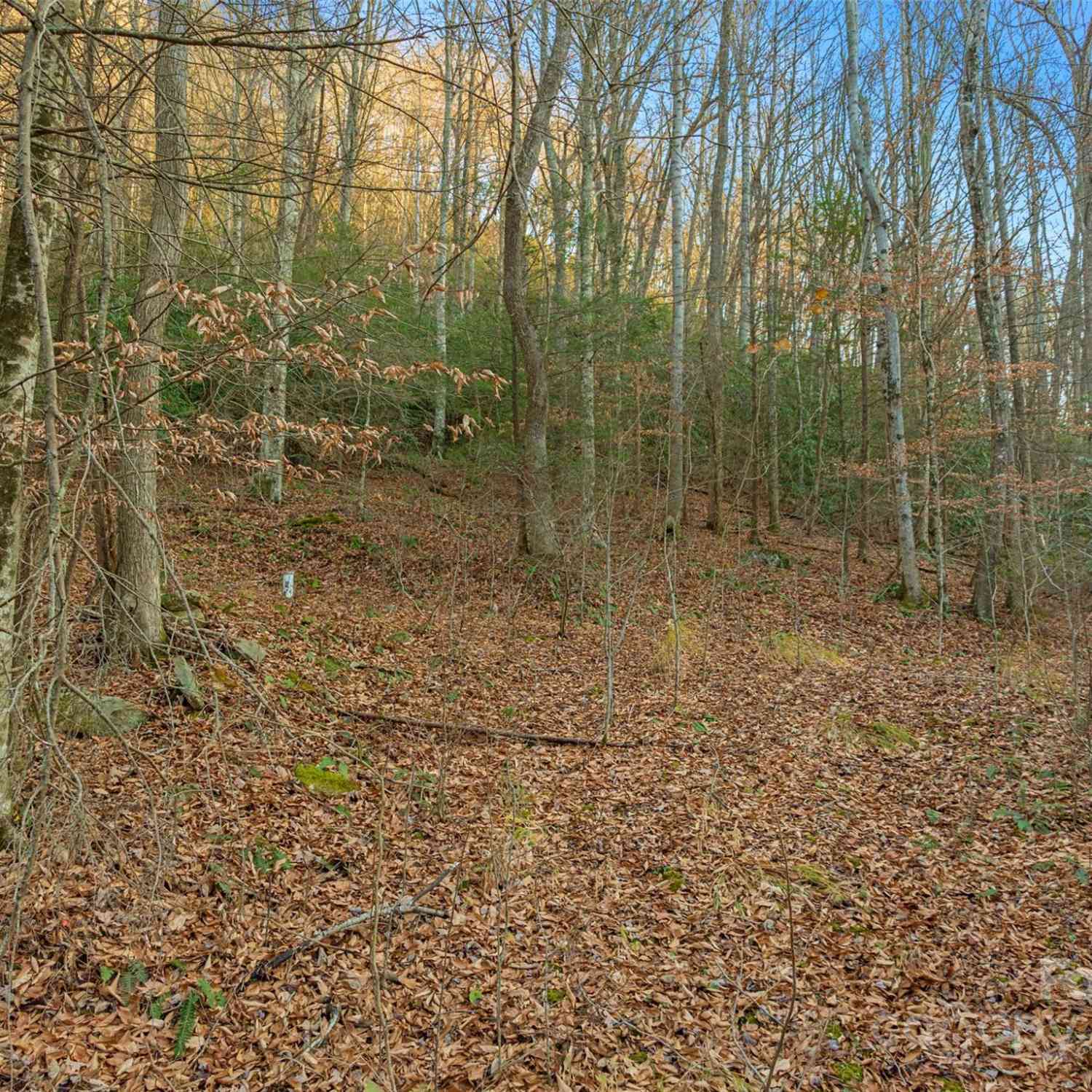 370 Cabin Creek Trail, Mars Hill, North Carolina image 4