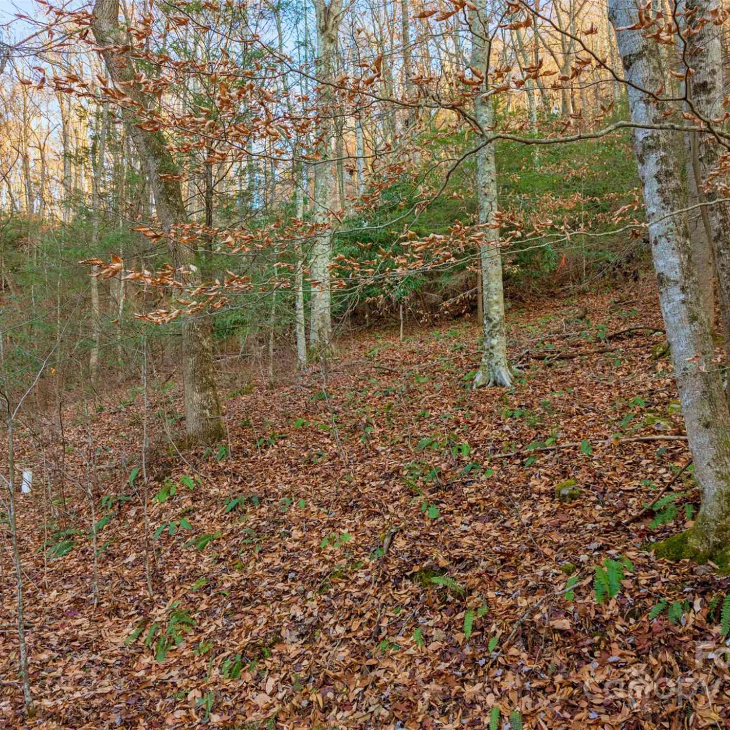 370 Cabin Creek Trail, Mars Hill, North Carolina image 3