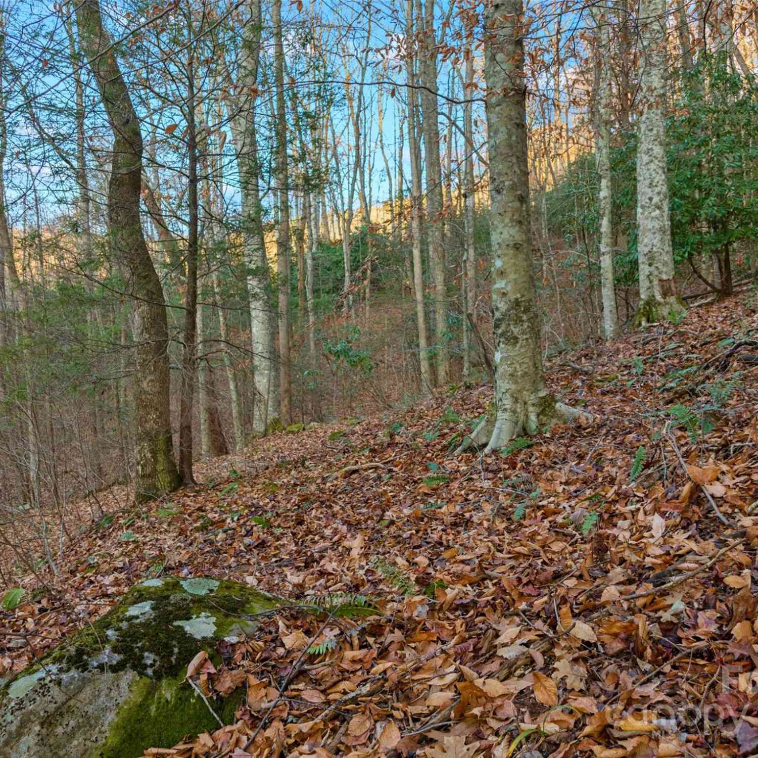 370 Cabin Creek Trail, Mars Hill, North Carolina image 10