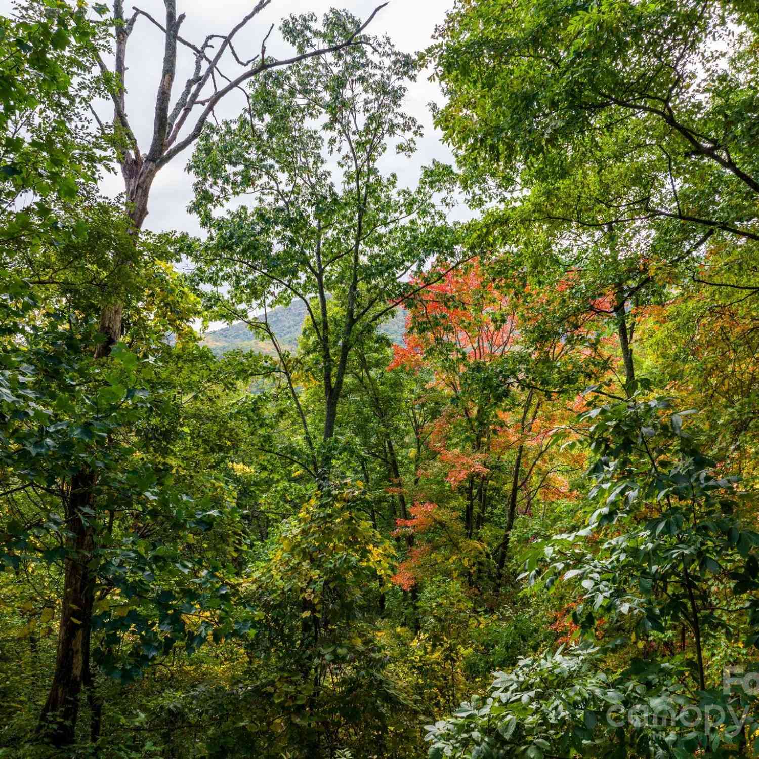 26 Wedgewood Terrace, Black Mountain, North Carolina image 4