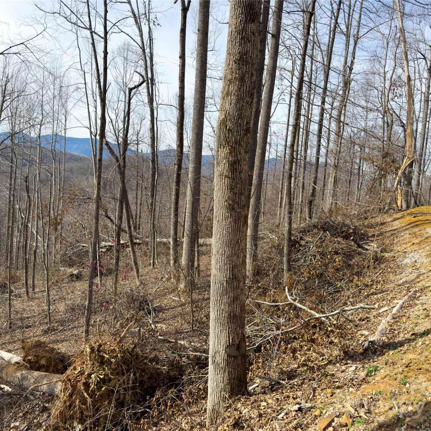 000 Rainbow Trout Drive, Spruce Pine, North Carolina image 6