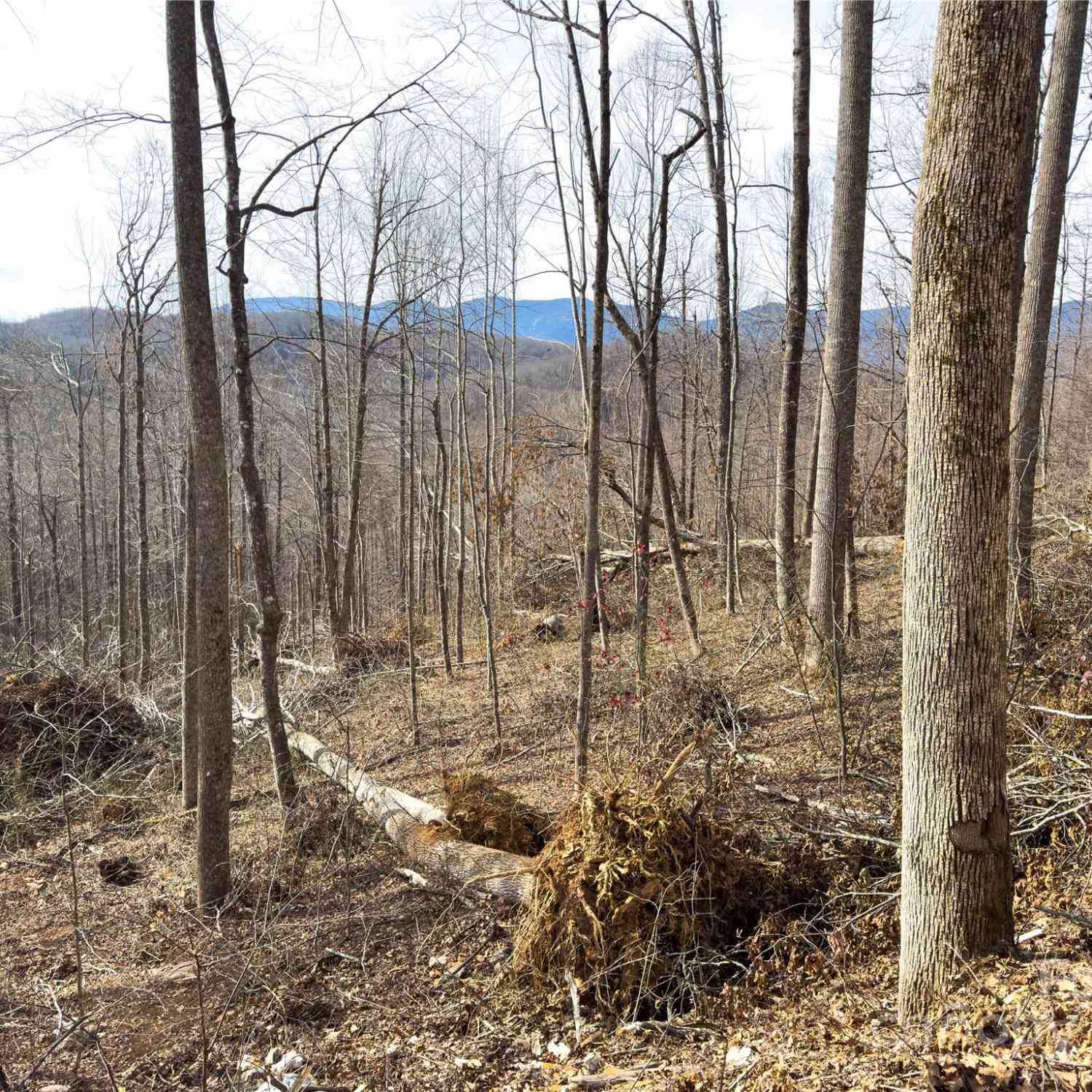 000 Rainbow Trout Drive, Spruce Pine, North Carolina image 5