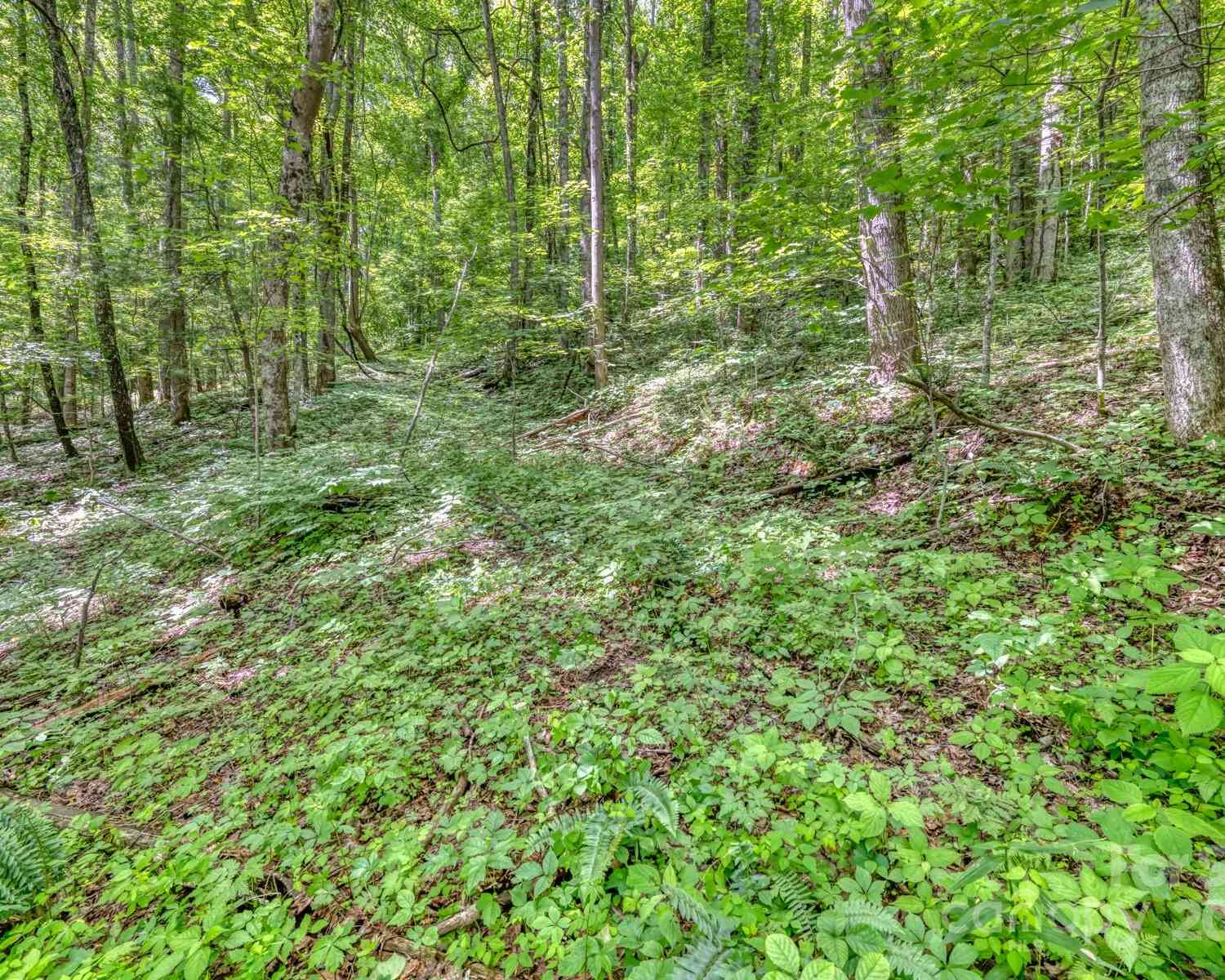 TBD Alvins Fox Trail, Mars Hill, North Carolina image 9