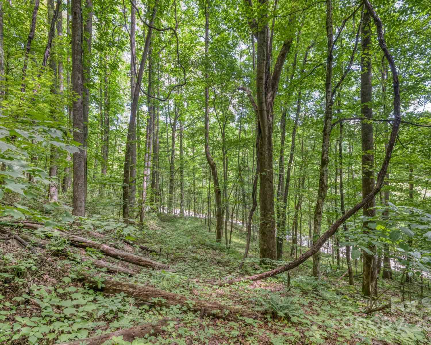 TBD Alvins Fox Trail, Mars Hill, North Carolina image 4