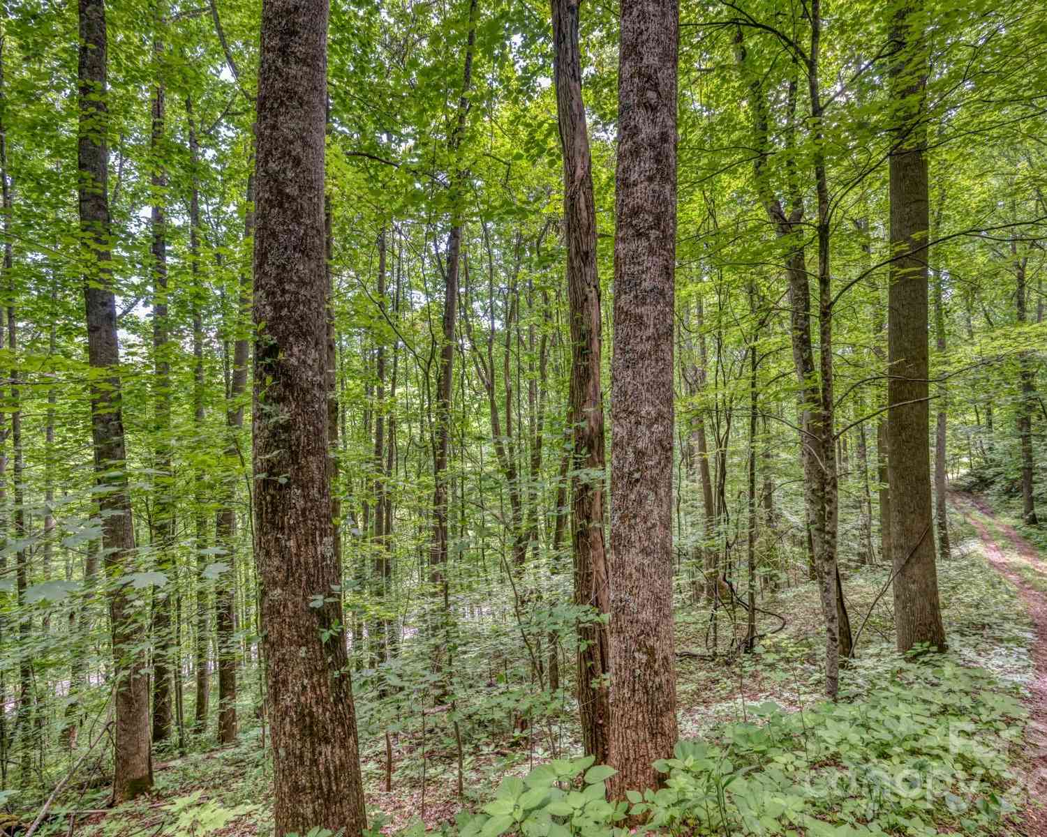 TBD Alvins Fox Trail, Mars Hill, North Carolina image 1