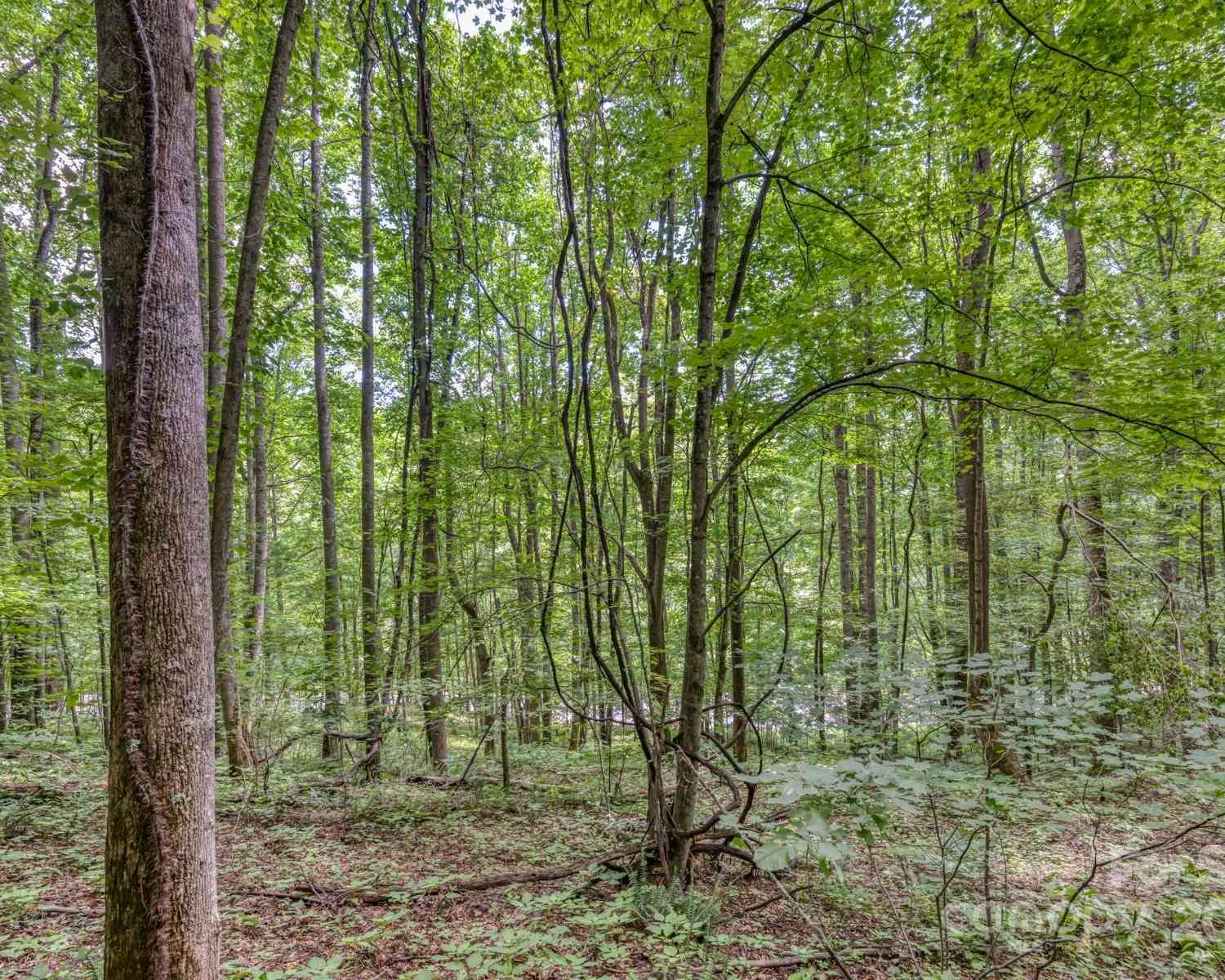 TBD Alvins Fox Trail, Mars Hill, North Carolina image 2