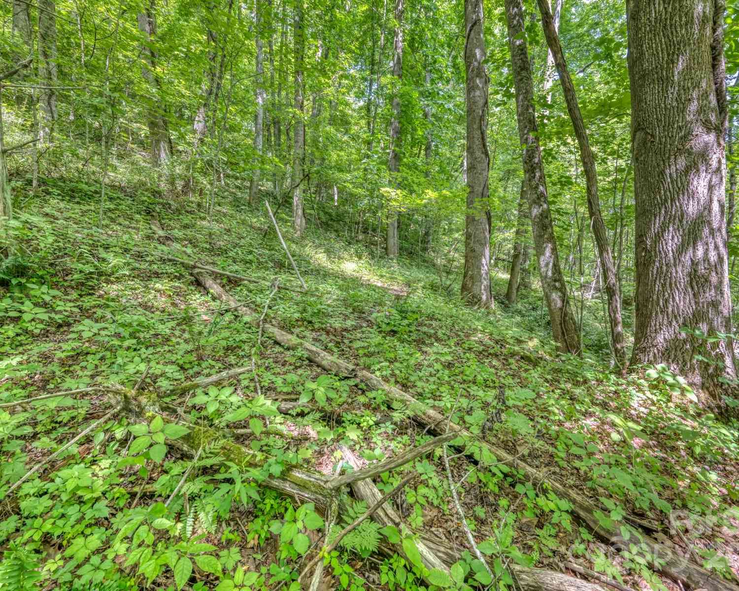 TBD Alvins Fox Trail, Mars Hill, North Carolina image 8