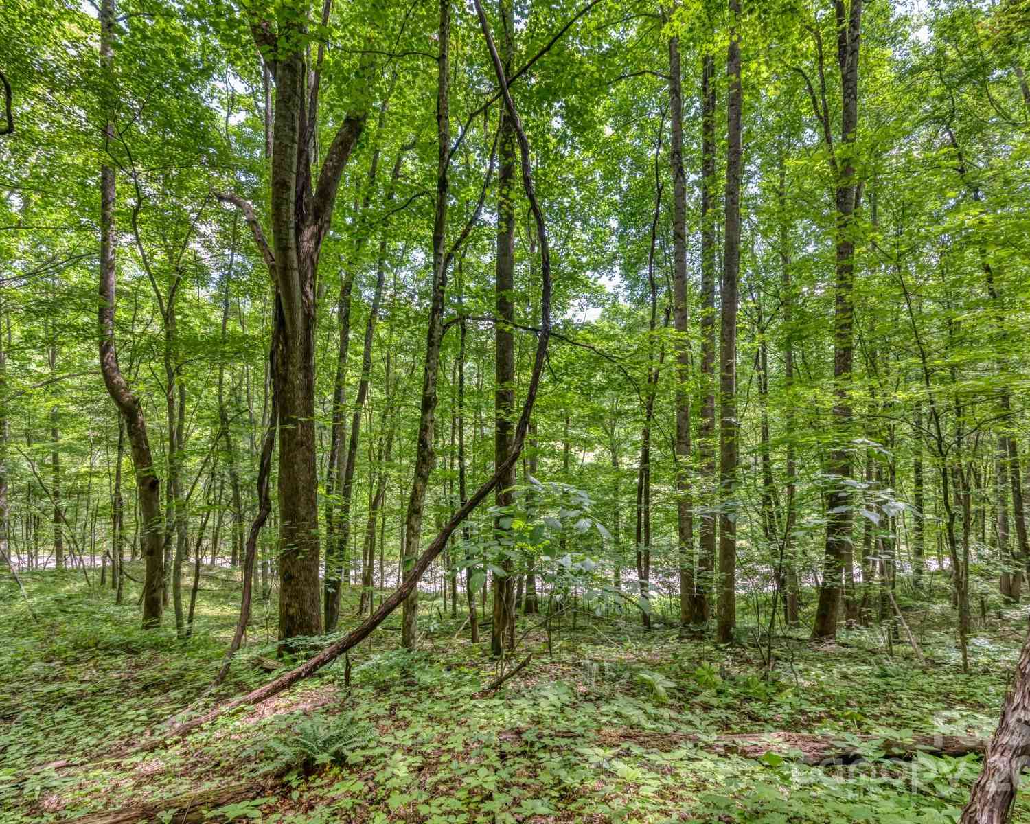 TBD Alvins Fox Trail, Mars Hill, North Carolina image 5