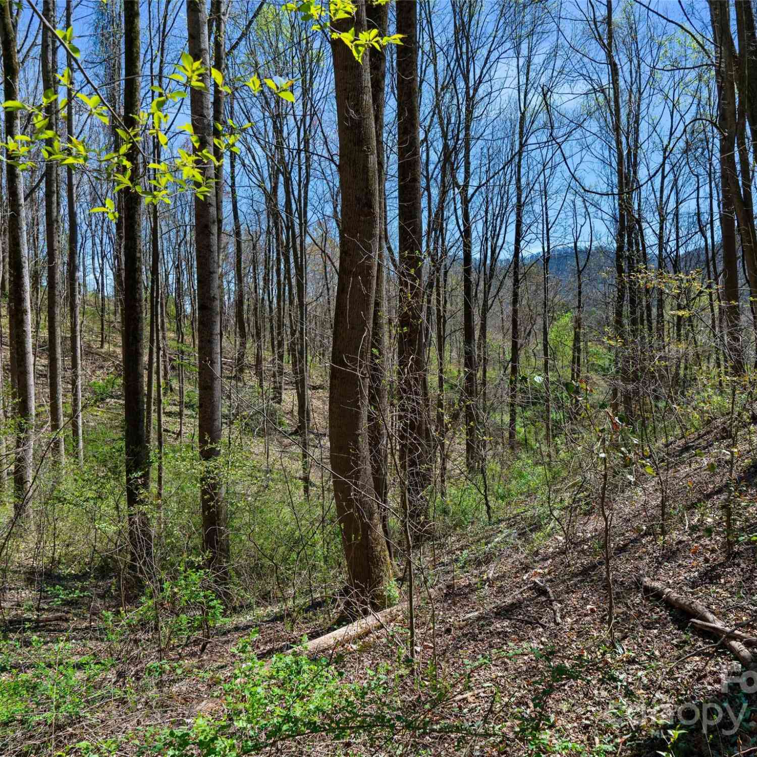 00 Lovebird Lane, Candler, North Carolina image 17