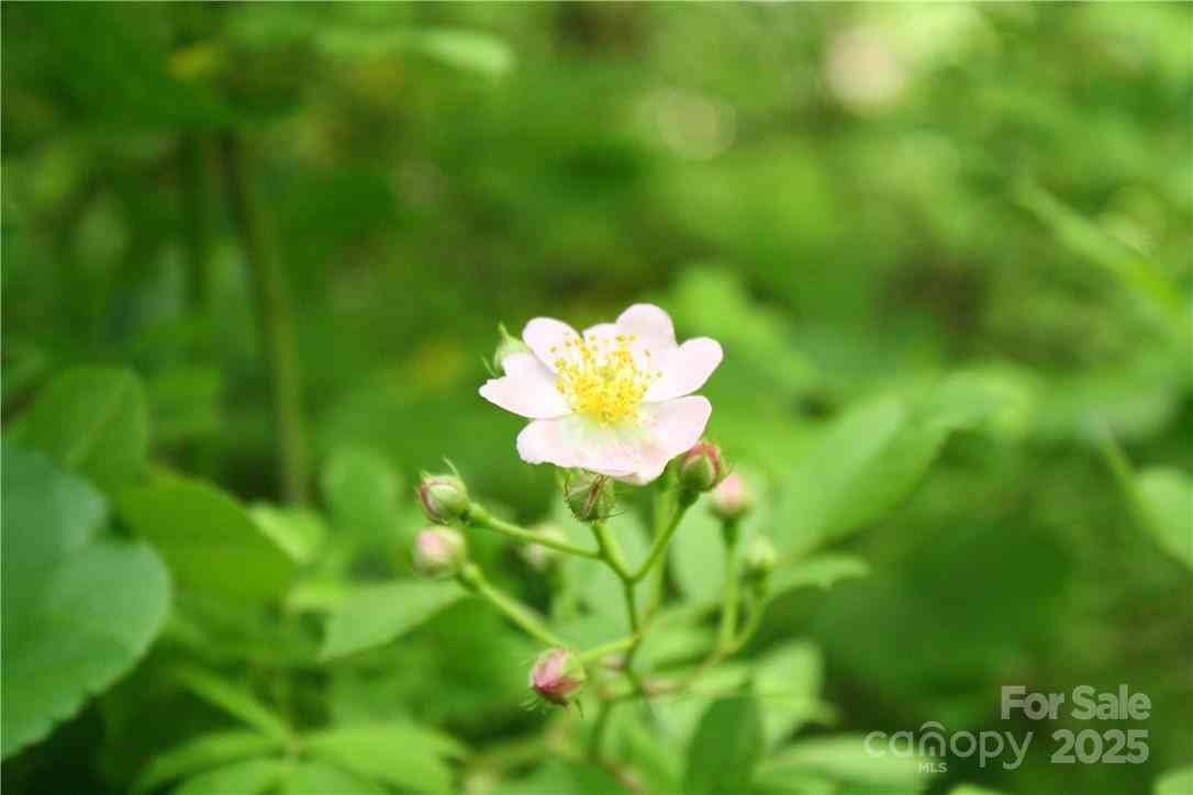 TBD Greenyard Trail #7, Candler, North Carolina image 8