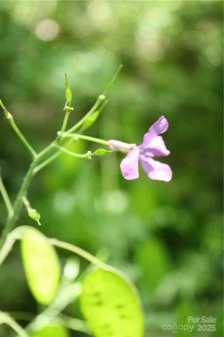 TBD Greenyard Trail #7, Candler, North Carolina image 11