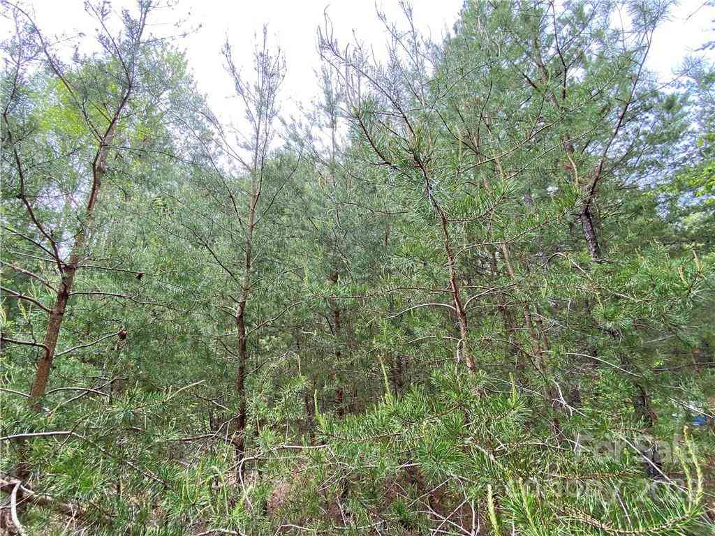00 Sunrise Trail, Lincolnton, North Carolina image 24