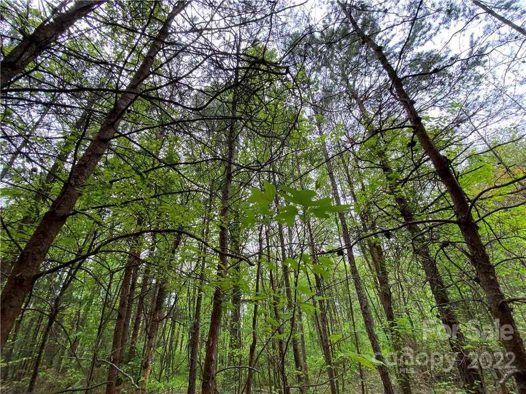 00 Sunrise Trail, Lincolnton, North Carolina image 37