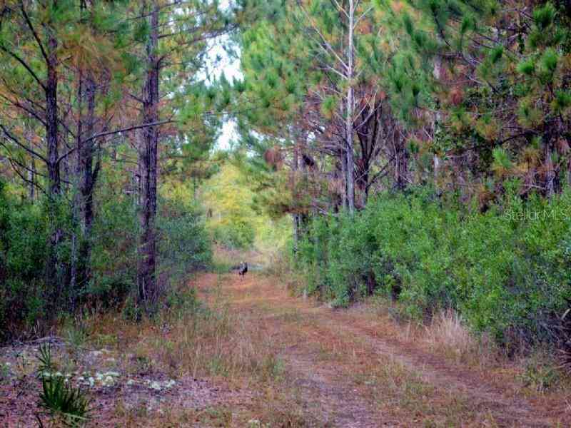 Us Hwy 19, INGLIS, Florida image 7