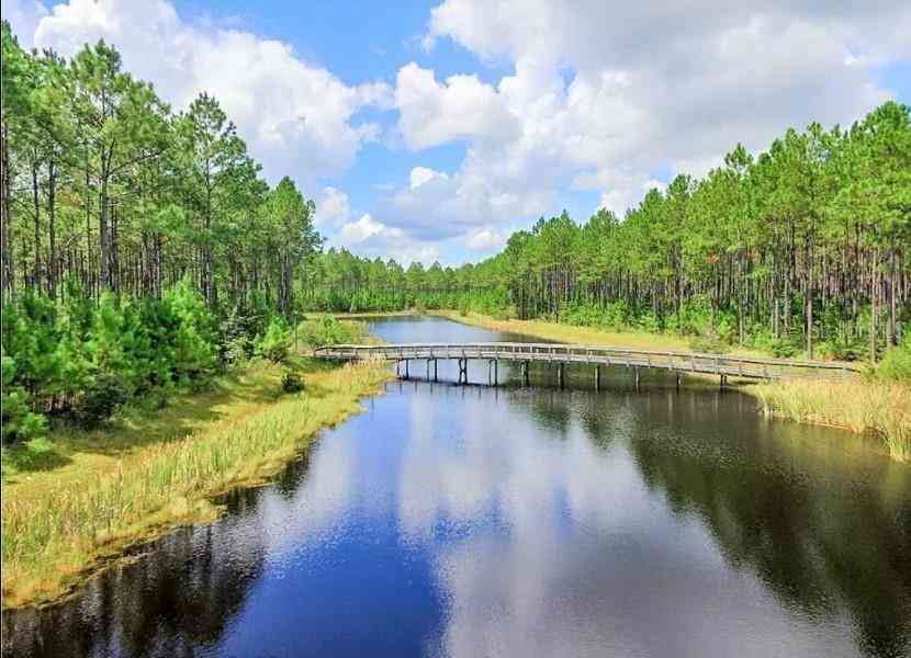 Bristle Cone Dr, WEWAHITCHKA, Florida image 3