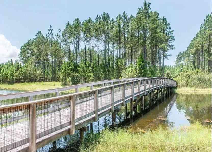 Bristle Cone Dr, WEWAHITCHKA, Florida image 2