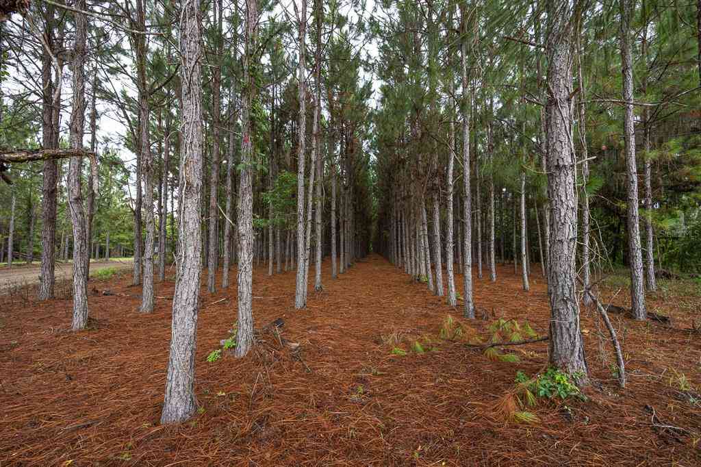 21400 NW Cr 235a, ALACHUA, Florida image 28