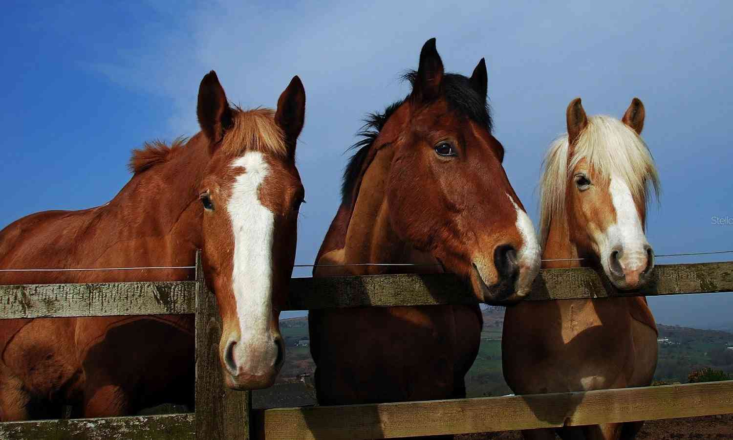 Equestrian Trail, SORRENTO, Florida image 4