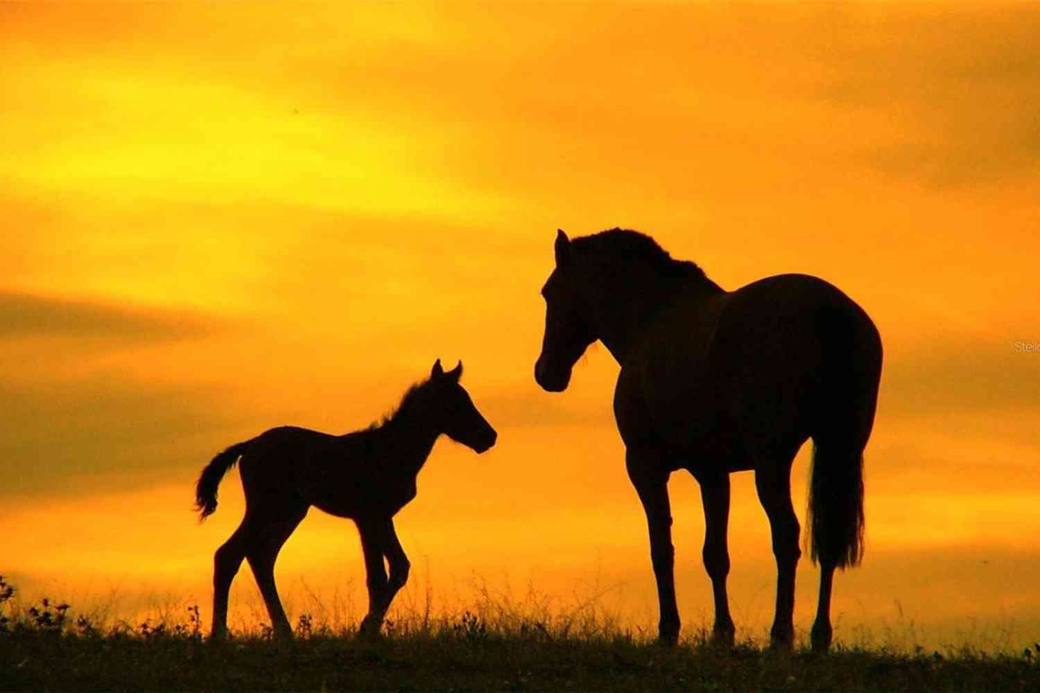 Equestrian Trail, SORRENTO, Florida image 6