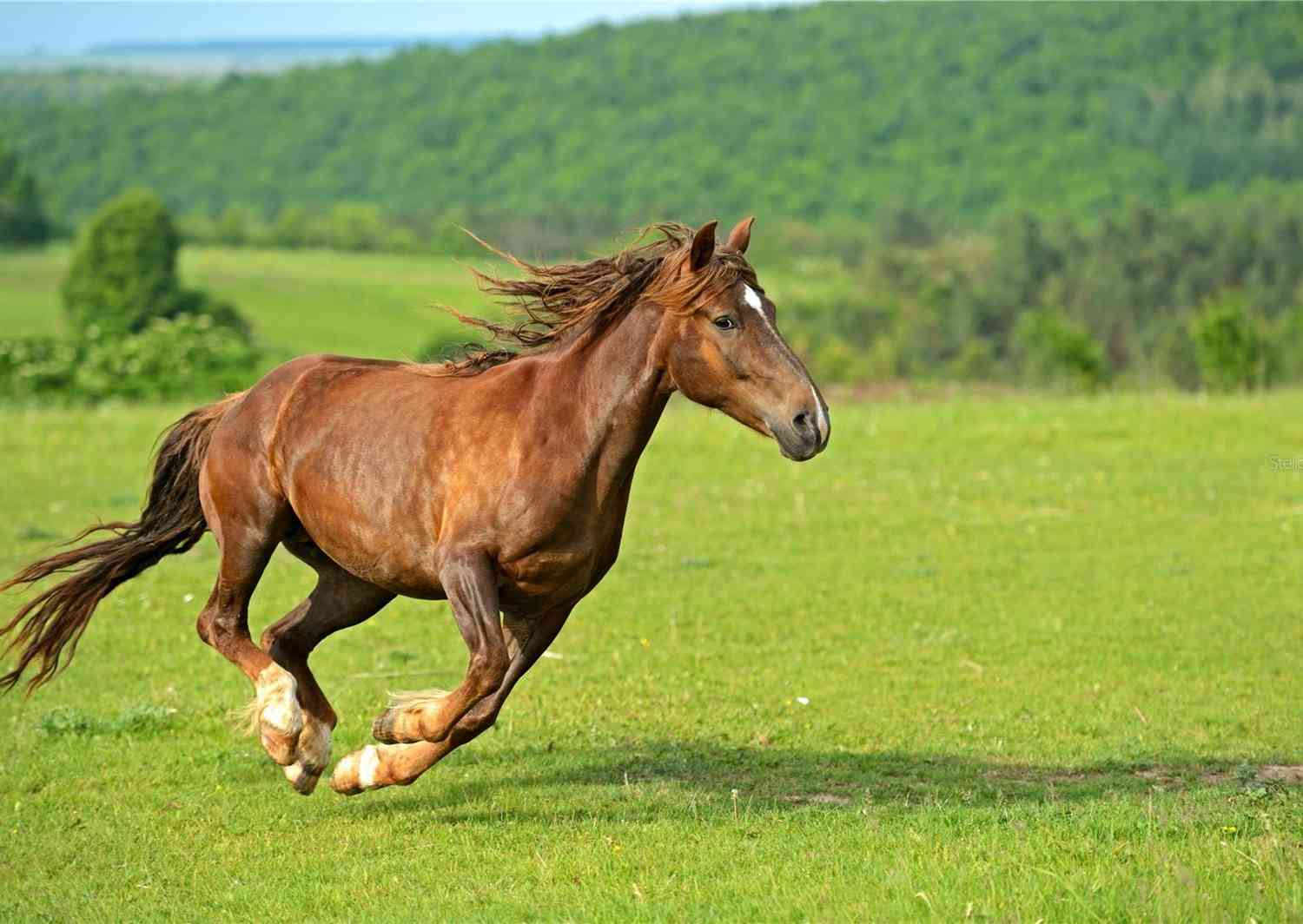 Equestrian Trail, SORRENTO, Florida image 5