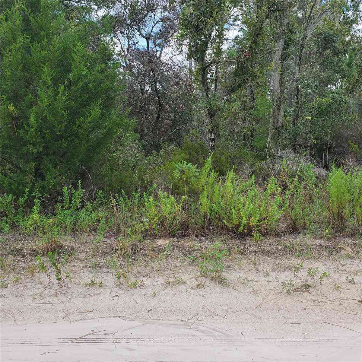 Ne 66th Lane, WILLISTON, Florida image 1