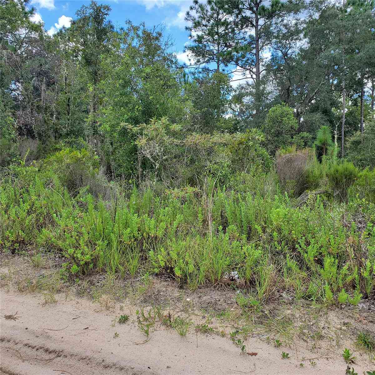 Ne 66th Lane, WILLISTON, Florida image 2