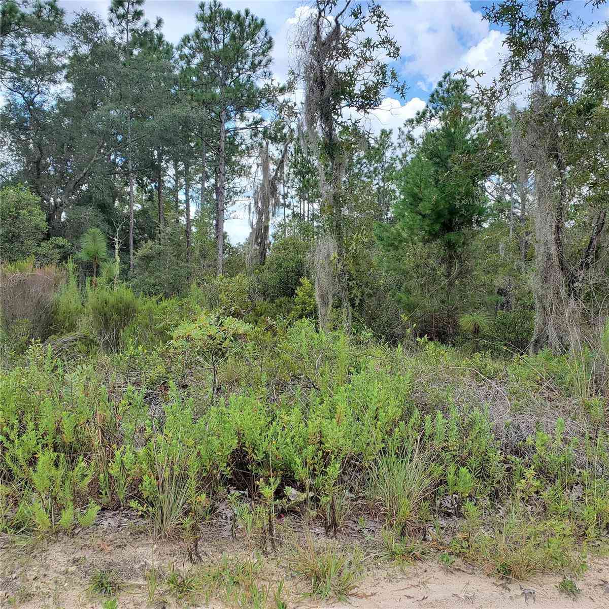 Ne 66th Lane, WILLISTON, Florida image 3