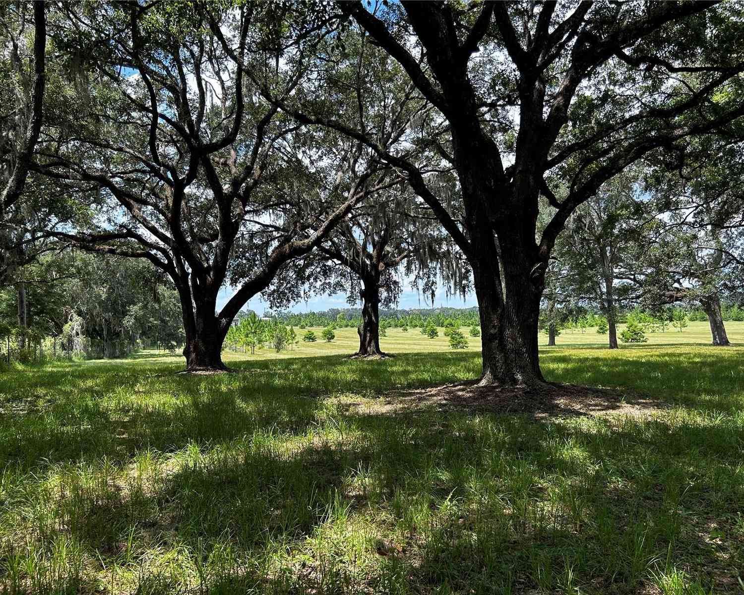 16470 N Us Highway 27, WILLISTON, Florida image 6