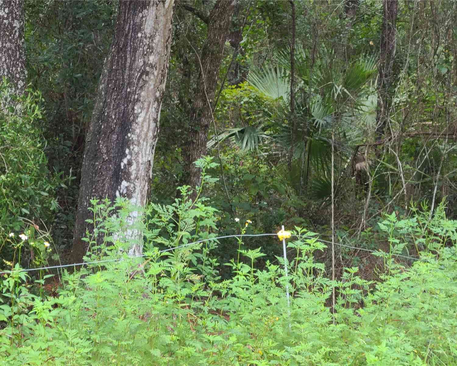 SE 191st Terrace, OCKLAWAHA, Florida image 3