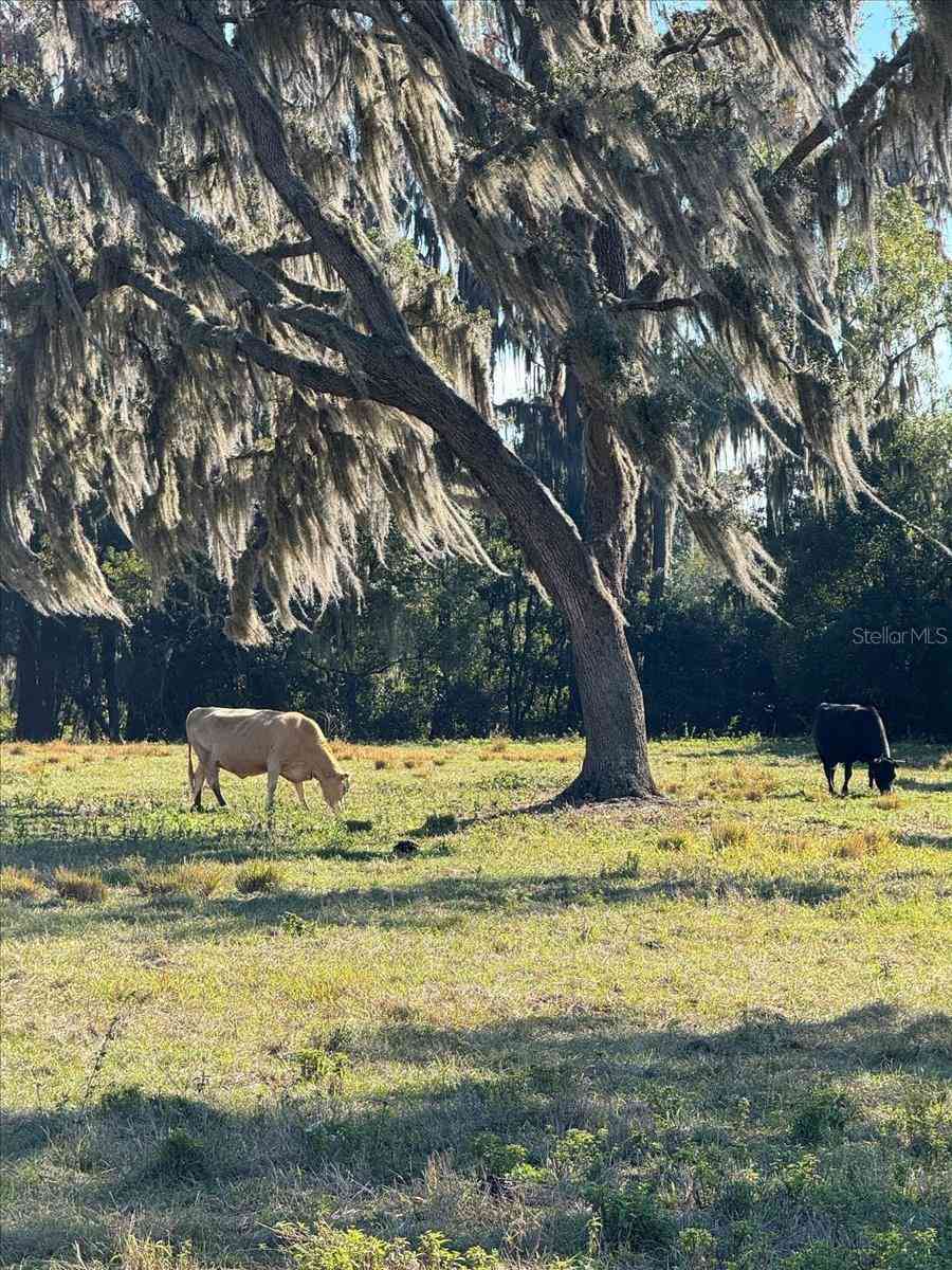 Boy Scout Road, ODESSA, Florida image 6