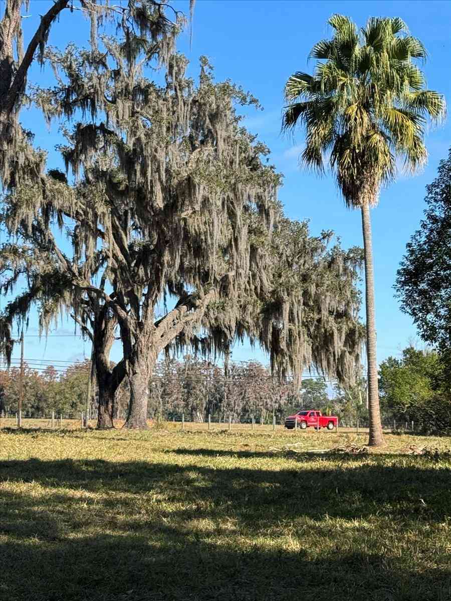 Boy Scout Road, ODESSA, Florida image 8