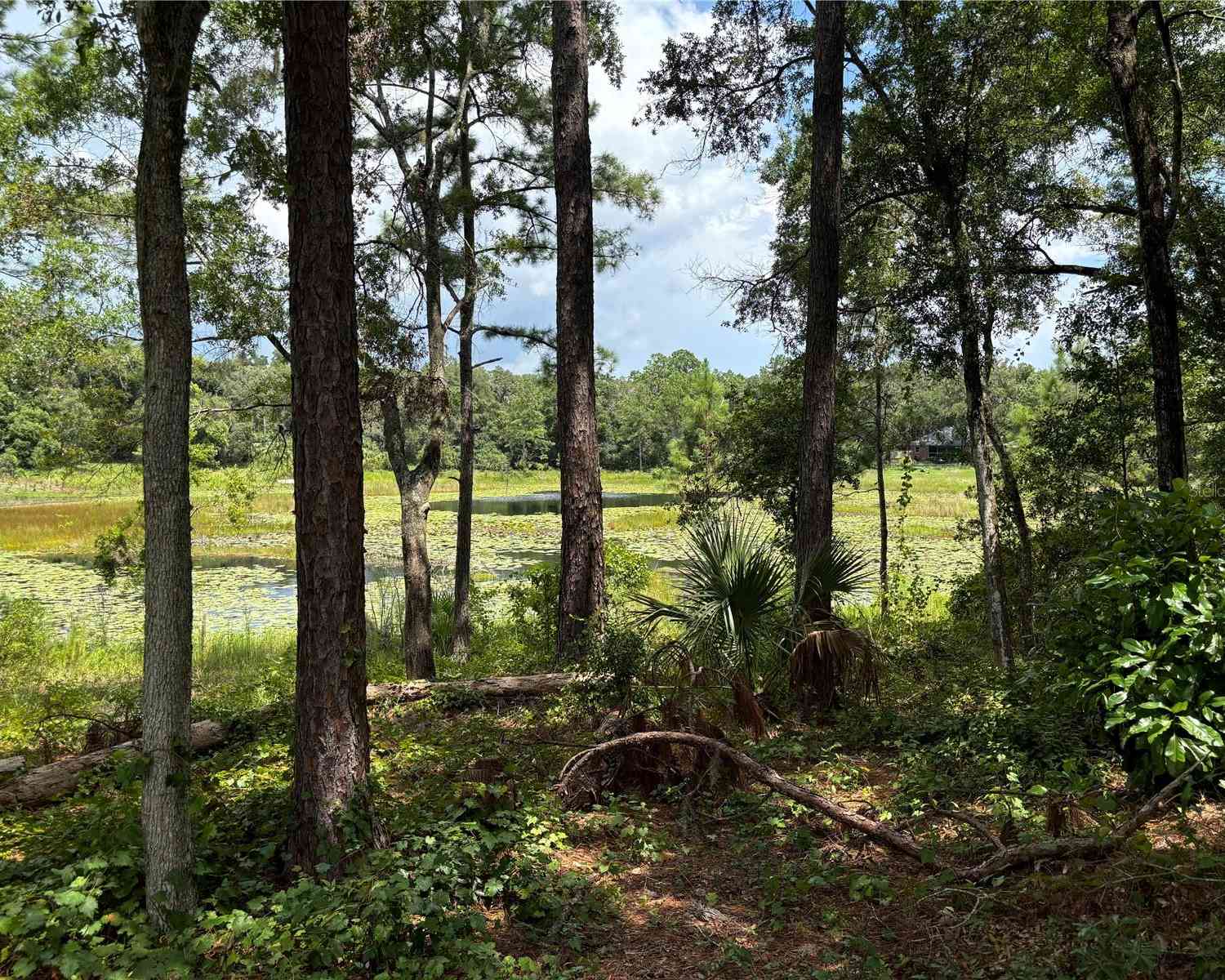TBD SE 59 Street, OCKLAWAHA, Florida image 2