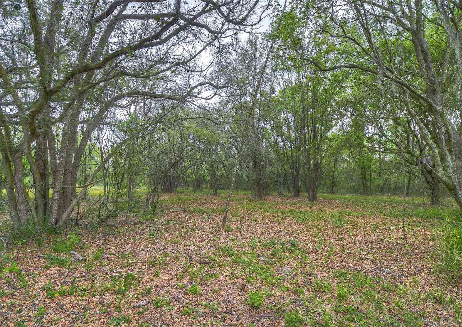 11645 S County Road 39, LITHIA, Florida image 8