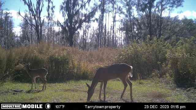 14905 Cr 757, WEBSTER, Florida image 3