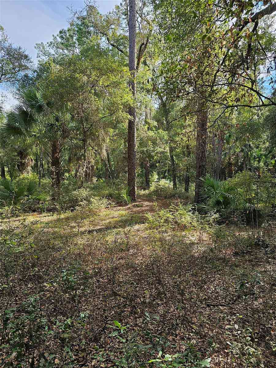 00 148th Terrace Road, FORT MC COY, Florida image 6