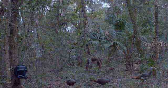 00 148th Terrace Road, FORT MC COY, Florida image 11