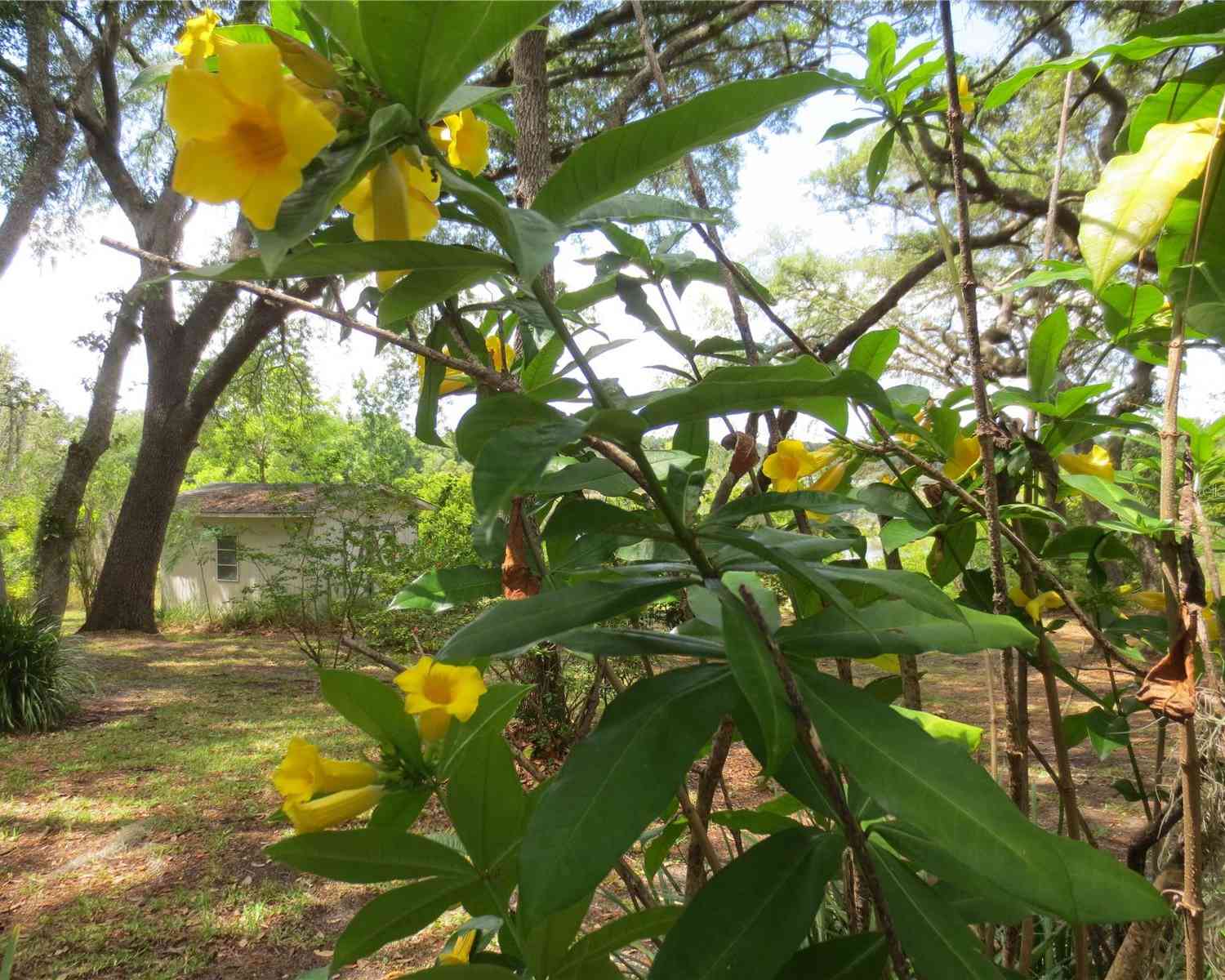 16789 SE 69th Lane, OCKLAWAHA, Florida image 25