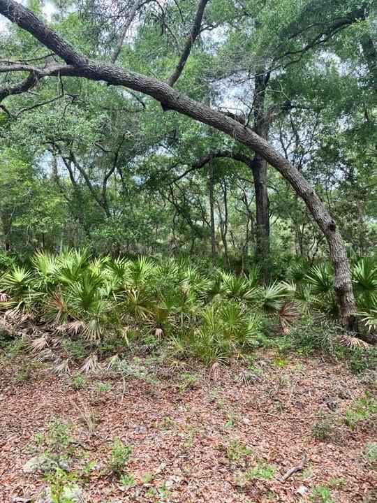 TBD 170th SE Avenue Road, OCKLAWAHA, Florida image 11