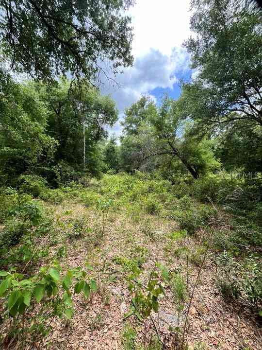 TBD 170th SE Avenue Road, OCKLAWAHA, Florida image 7